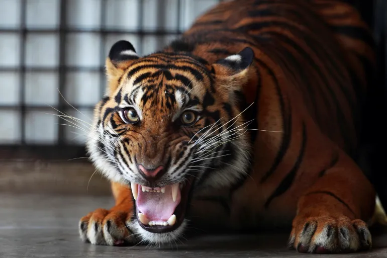 Hunting For The 'Extinct' Indonesian Tiger In Indonesia